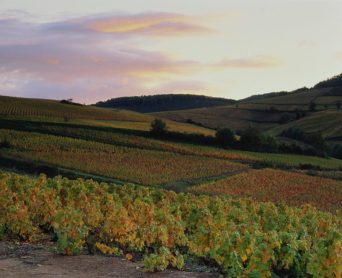 Beaujolais-vineyard