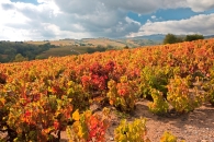 Autumn vineyards in Beaujolais France